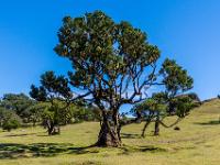 Mächtiger Lorbeerbaum mit dickem Stamm - Fanal Hochebene